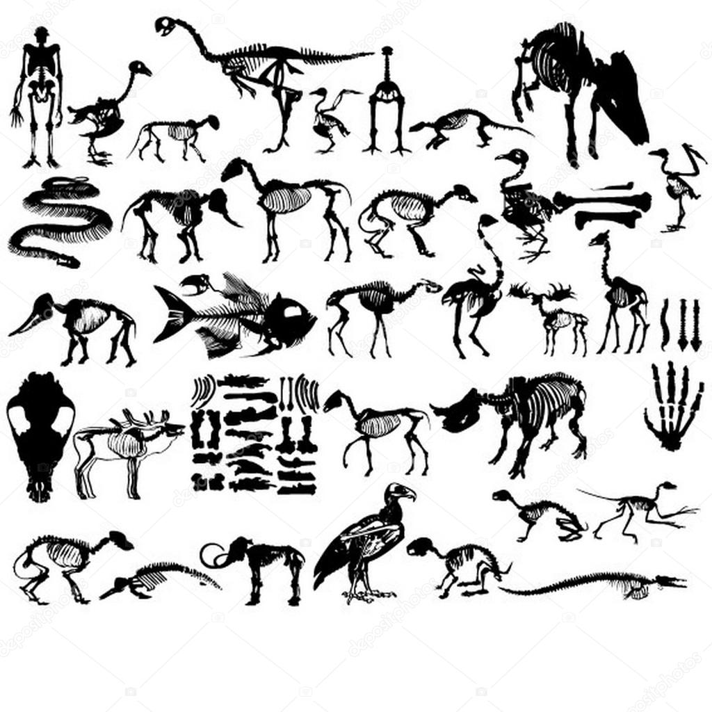 Set of animal's skeleton