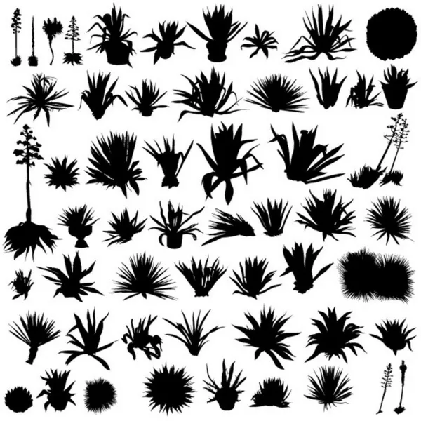Sada rostliny agave — Stockový vektor