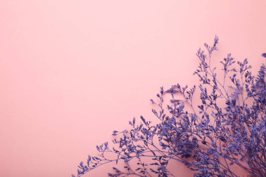 Pembe arka planda kuru tarla çiçekleri. Mesaj için yer var. Bahar. Üst görünüm