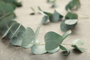 Gri arkaplanda yeşil okaliptüs yaprakları var. Üst görünüm