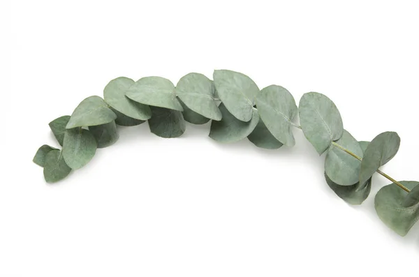 Green Leaves Eucalyptus Isolated White Background Top View — Stockfoto