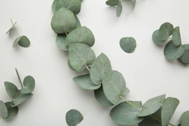 Çiçek kompozisyonu. Pamuk çiçekleri ve gri arka planda okaliptüs dalları. Üst görünüm