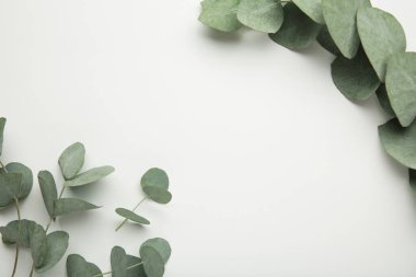 Green eucalyptus leaves on white background. Top view