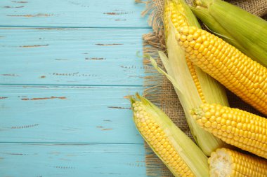 Fresh corn on cobs on bue wooden background. Top view