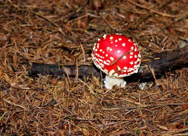 Ormanda mantar mantarı.