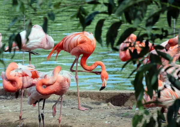 Groupe Flamants Roses Dans Son Environnement Naturel Grande Colonie Flamants — Photo