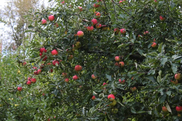 Herbst Apfelernte Bäumen Einem Bewölkten Tag — Stockfoto