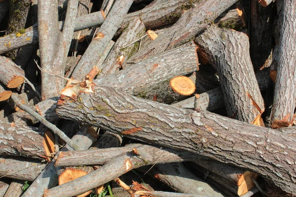 Les Troncs Bûches Empilent Industrie Forestière Forestière Forestière Troncs Bois — Photo