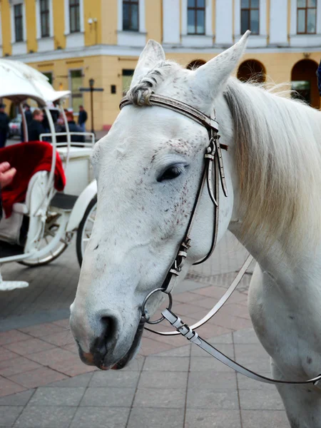 White horse. head — Stock Photo, Image