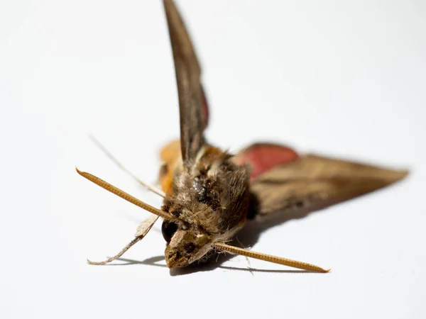Zbliżenie Zdjęcia Agriusa Convolvuli Konvolvulus Hawk Moth Jest Dużym Jastrzębiem — Zdjęcie stockowe