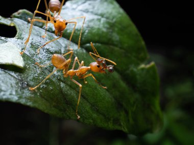 Kırmızı karıncaları yaprağın üzerine yakın çekim. Kırmızı ağaç karıncaları, Oecophylla longinoda ikinci bölgede meydana gelir ve tüm Sahra-altı Afrika 'ya yayılır.