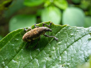 Buğday bitleri, uzatılmış burunlarıyla bilinen süper aile Curculionoidea 'ya ait böceklerdir. Genellikle küçük, 6 mm 'den kısa ve otçul olurlar. Yaklaşık 97.000 tür buğday biti bilinmektedir.