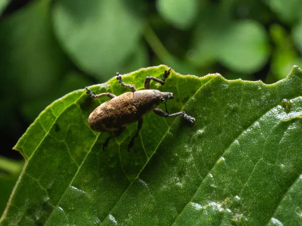 Білки Жуки Надродини Curculionoidea Відомі Своїми Видовженими Мордами Вони Правило — стокове фото