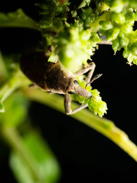 Les Charançons Sont Des Coléoptères Superfamille Des Curculionoidea Connus Pour — Photo