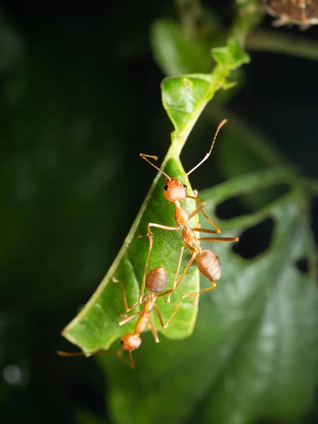 Kırmızı Karıncaları Yaprağın Üzerine Yakın Çekim Kırmızı Ağaç Karıncaları Oecophylla — Stok fotoğraf