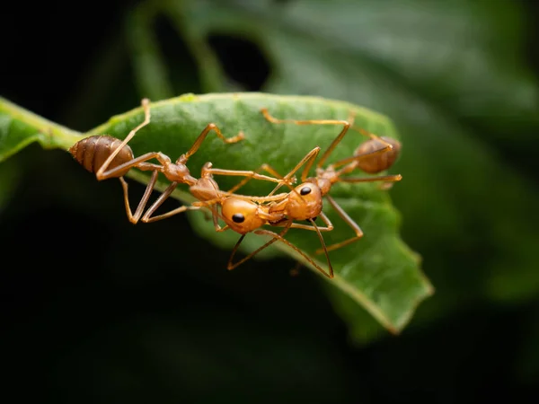 Κοντινό Πλάνο Κόκκινων Μυρμηγκιών Ένα Φύλλο Μυρμήγκια Του Κόκκινου Δέντρου — Φωτογραφία Αρχείου