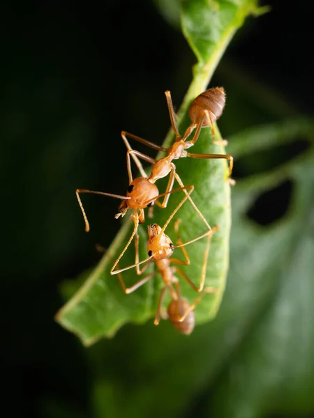 Feche Tiro Formigas Vermelhas Uma Folha Formigas Vermelhas Oecophylla Longinoda — Fotografia de Stock