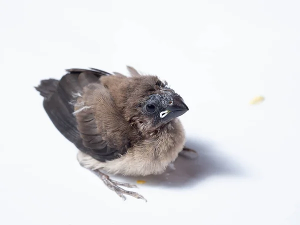 Javan Munia Lonchura Leucogastroides Art Estrildid Fink Som Finns Södra — Stockfoto