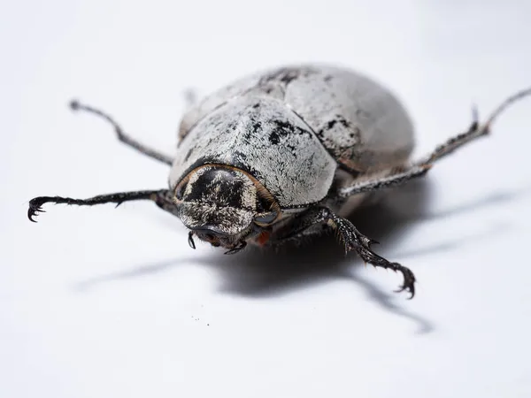 Lepidiota Stigma Also Known Sugarcane White Grub Species Insect Native — ストック写真