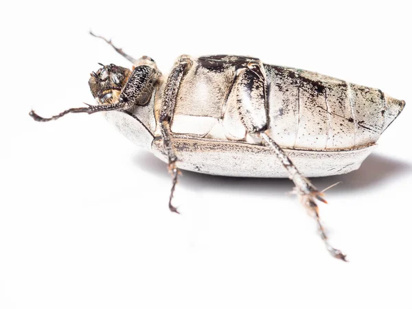 Lepidiota Stigma Également Connu Sous Nom Larve Blanche Canne Sucre — Photo