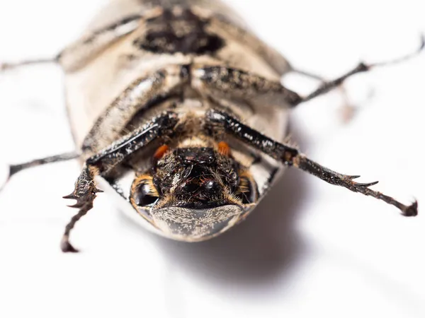 Lepidiota Stigma Également Connu Sous Nom Larve Blanche Canne Sucre — Photo