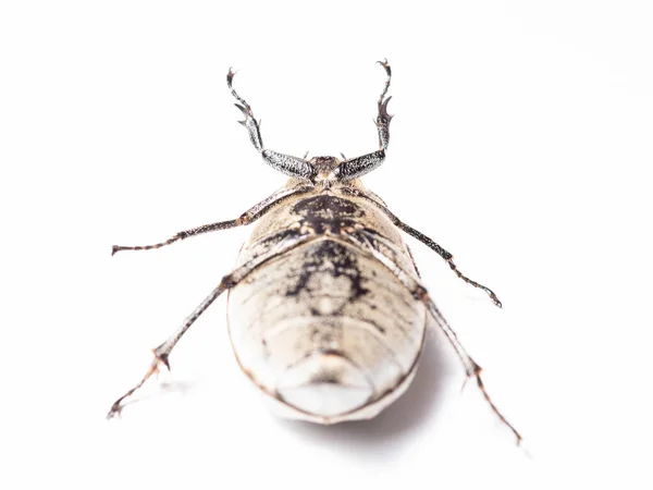 Lepidiota Stigma Également Connu Sous Nom Larve Blanche Canne Sucre — Photo