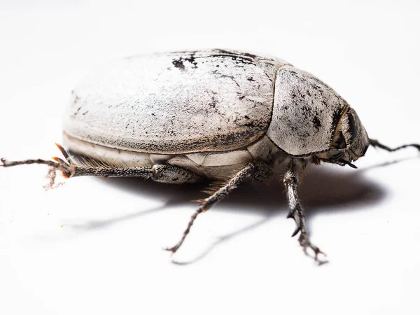 Lepidiota Stigma Även Känd Som Sockerrör Vitt Välling Art Insekt — Stockfoto