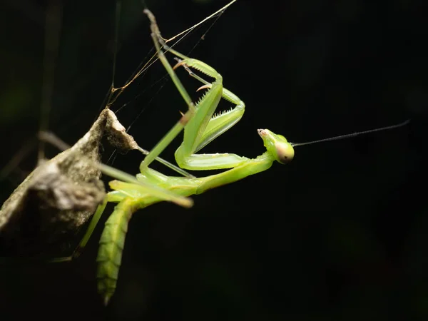 Молитва Мантіса Mantodea Порядок Комах Містить Понад 2400 Видів Близько — стокове фото