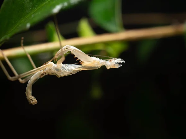 Bidsprinkhanen Zijn Een Orde Van Insecten Mantodea Die Meer Dan — Stockfoto