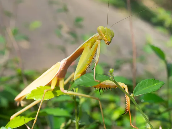 Imádkozó Sáskák Olyan Rovarok Rendje Mantodea Amelyek Több Mint 2400 — Stock Fotó