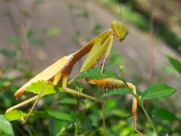 สวดมนต Mantises Mantodea ของแมลงท มากกว 400 สายพ ในประมาณ 460 ลใน — ภาพถ่ายสต็อก