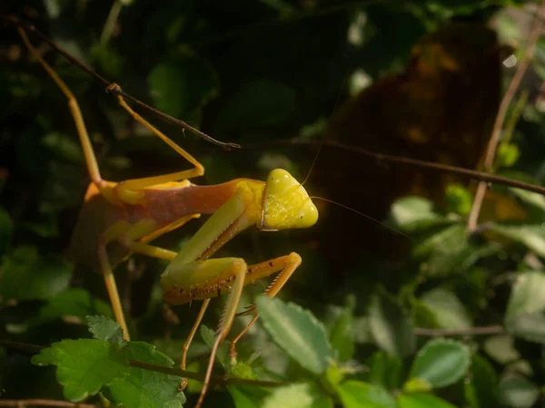 Praying Mantises Order Mantodea Insects Contains 400 Species 460 Genera — 스톡 사진