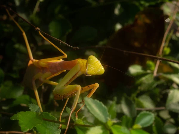 Мантисы Являются Орденом Mantodea Насекомых Который Содержит 2400 Видов Около — стоковое фото