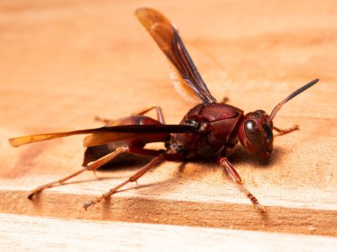 Ropalidia fasciata, a common paper wasp, is a wide-ranging species that is distributed from India to the Lesser Sunda Islands, Palawan, and Ryukyu Islands, occupying the northern edge of Ropalidia's larger distribution.