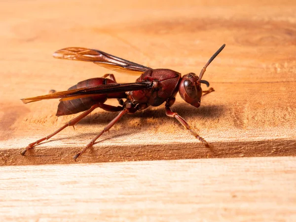 Ropalidia Fasciata Common Paper Wasp Wide Ranging Species Distributed India — Stockfoto