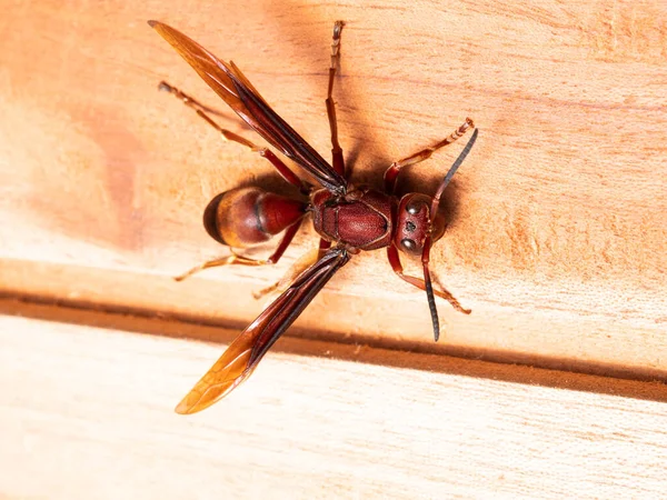 Ropalidia Fasciata Common Paper Wasp Wide Ranging Species Distributed India — Stockfoto