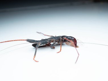 Thelyphonida 'nın yakın çekimi, kırbaç akrebi ya da sirke balığı olarak bilinen omurgasızlardan oluşan bir örümceksi tarikat.