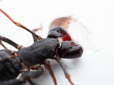 Thelyphonida 'nın yakın çekimi, kırbaç akrebi ya da sirke balığı olarak bilinen omurgasızlardan oluşan bir örümceksi tarikat.