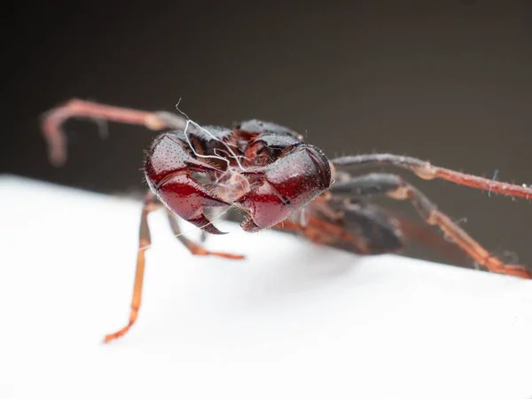 Tiro Perto Thelyphonida Uma Ordem Aracnídea Compreendendo Invertebrados Comumente Conhecidos — Fotografia de Stock