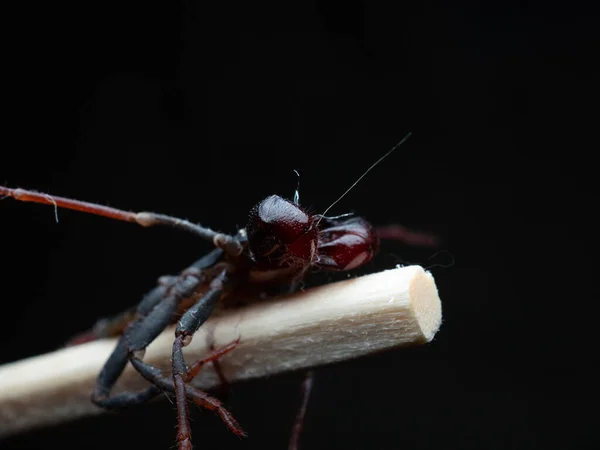 一般的に鞭のサソリや酢アローンとして知られている無脊椎動物で構成されるアラクニドの順序であるThellyphonidaのクローズアップ撮影 — ストック写真