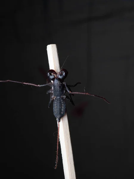 一般的に鞭のサソリや酢アローンとして知られている無脊椎動物で構成されるアラクニドの順序であるThellyphonidaのクローズアップ撮影 — ストック写真