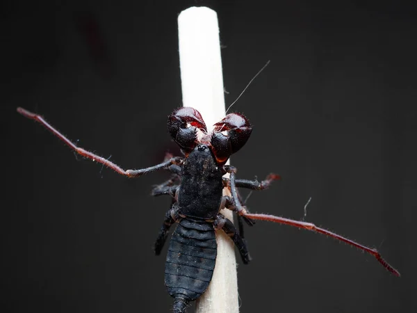 Brote Cercano Thelyphonida Orden Arácnido Que Comprende Invertebrados Comúnmente Conocidos — Foto de Stock