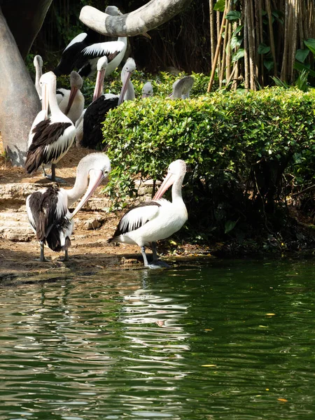 Foto Pelícano Estanque Del Zoológico Por Tarde — Foto de Stock