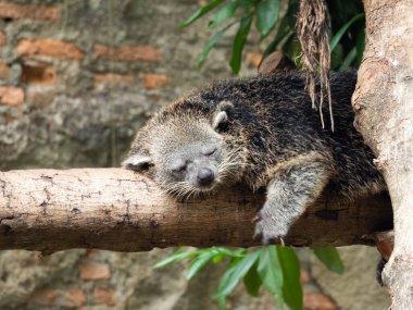 Binturong (Arctictis binturong) Güney ve Güneydoğu Asya 'ya özgü canlı bir binturongdur.