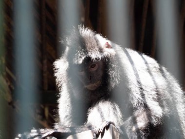 Lutungların, langurların ya da yaprak maymunlarının resmi Trachypithecus cinsindeki bir grup Eski Dünya maymunudur.
