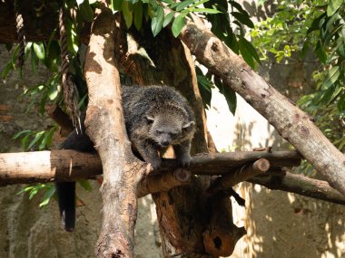 Binturong (Arctictis binturong) Güney ve Güneydoğu Asya 'ya özgü canlı bir binturongdur.