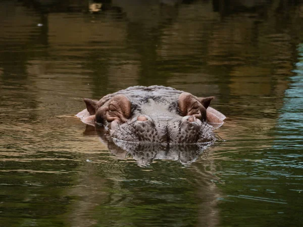 Imagem Cabeça Hipopótamo Corpo Submerso Lago — Fotografia de Stock