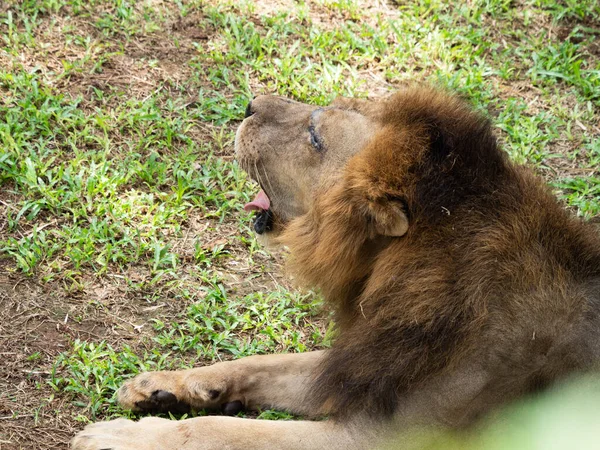 Imagen León Que Yace Tierra — Foto de Stock