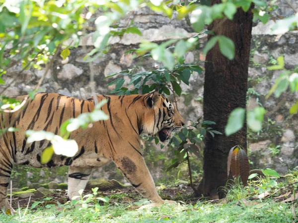 Bild Eines Tigers Panthera Tigris Eines Der Gefährdeten Tiere — Stockfoto