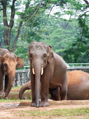 Çamur banyosu yaptıktan sonra hayvanat bahçesindeki fillerin resmi.